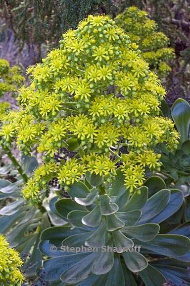 aeonium arboreum var holochrysum 2 graphic